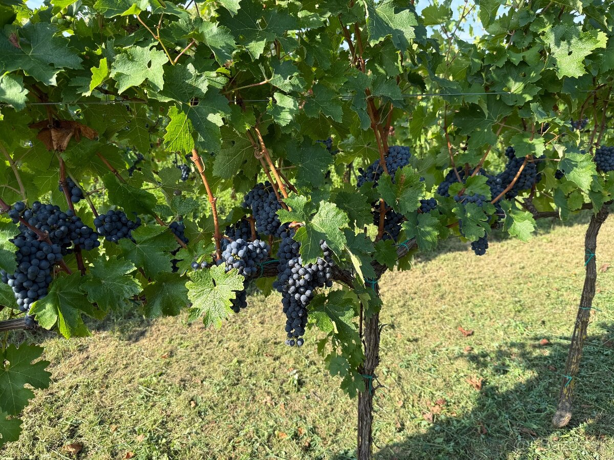 Červené víno Hron - 3