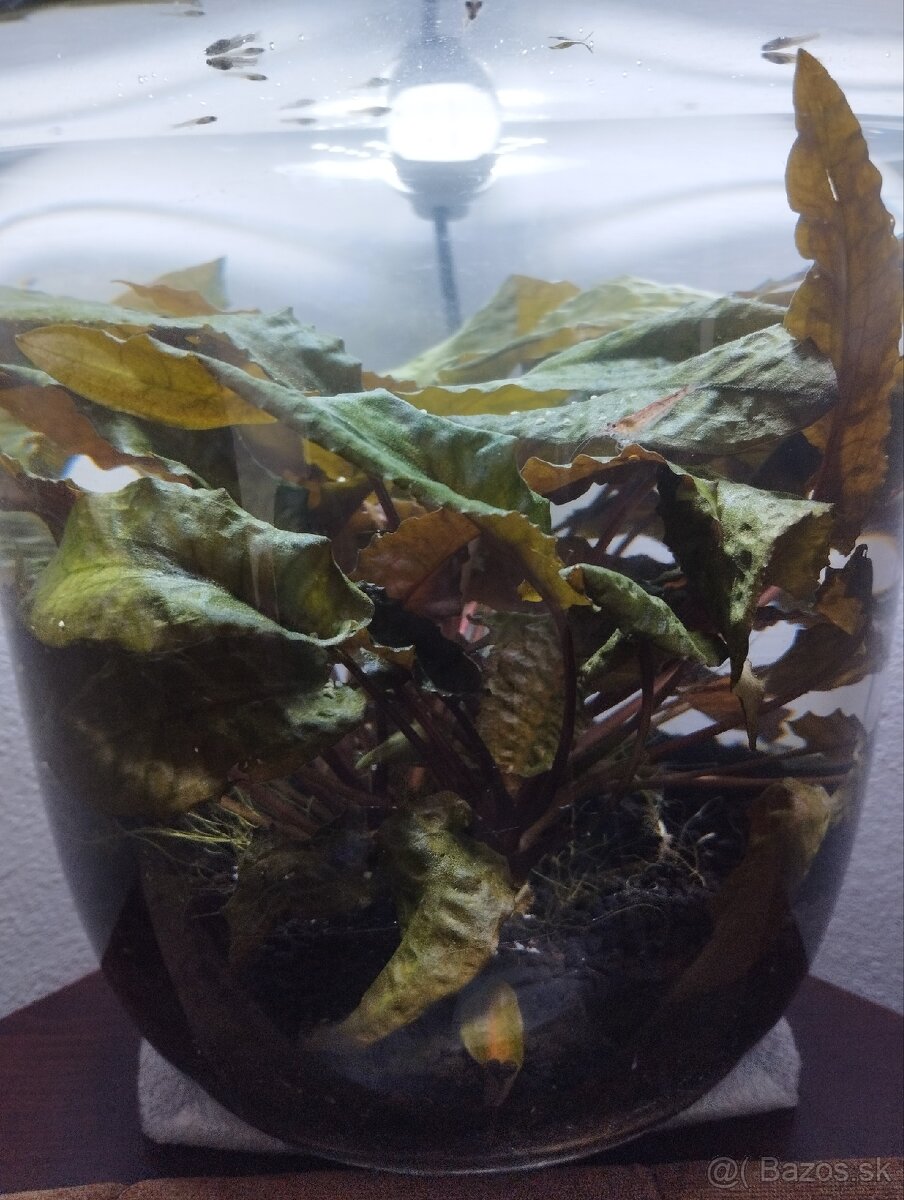 Bezúdržbové miny akvarium - 3