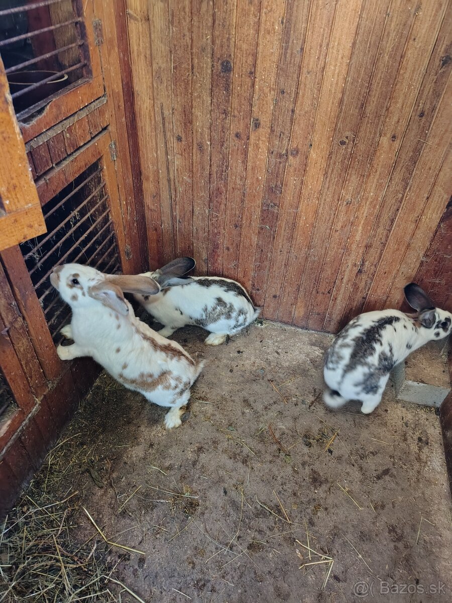 Predám kraliky - 3