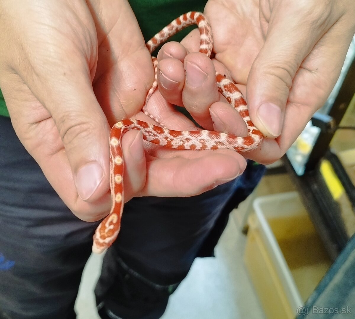 Predaj užoviek červených - 3