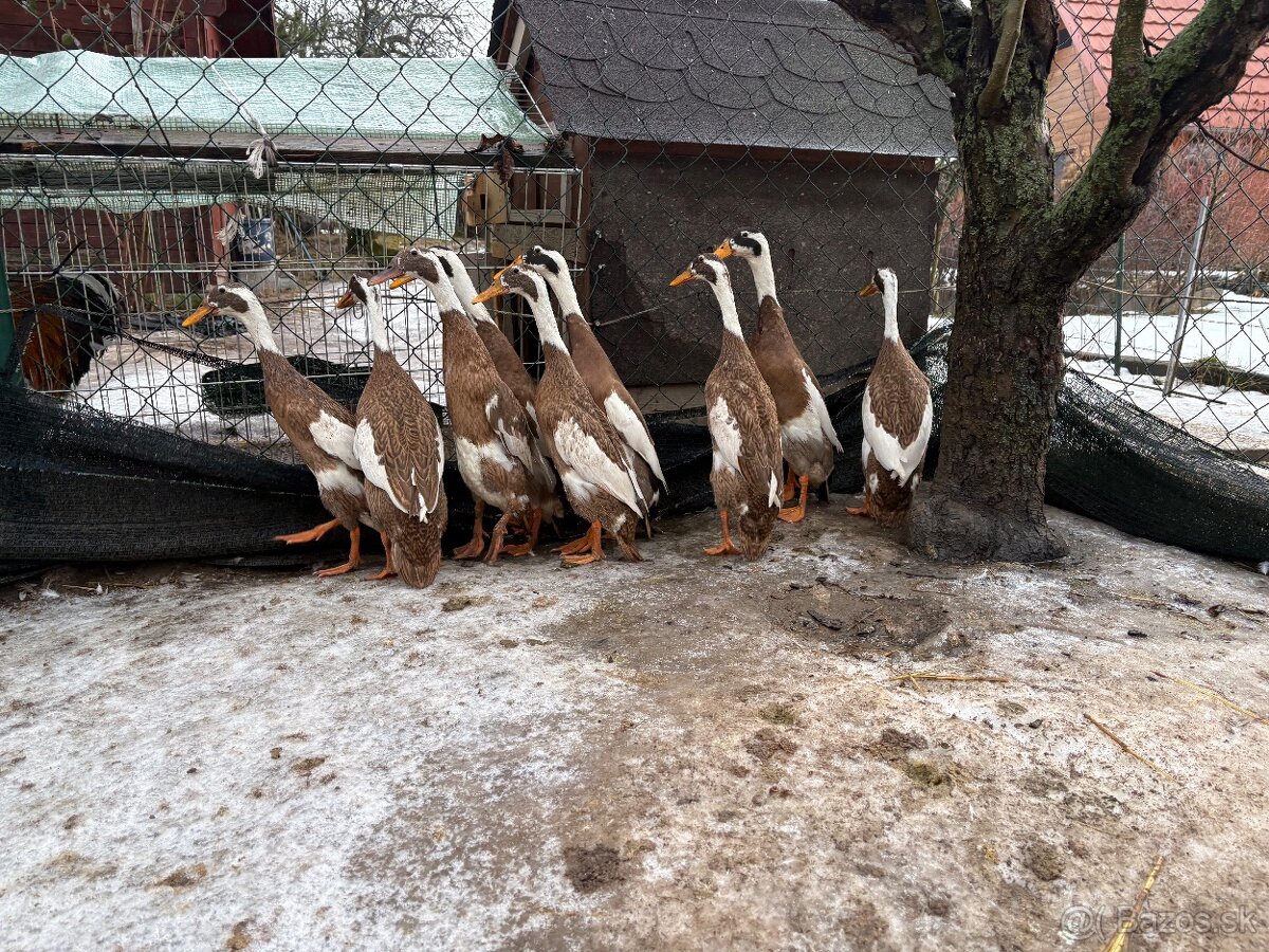 Indický bežec - srnčí sedlatý - 3