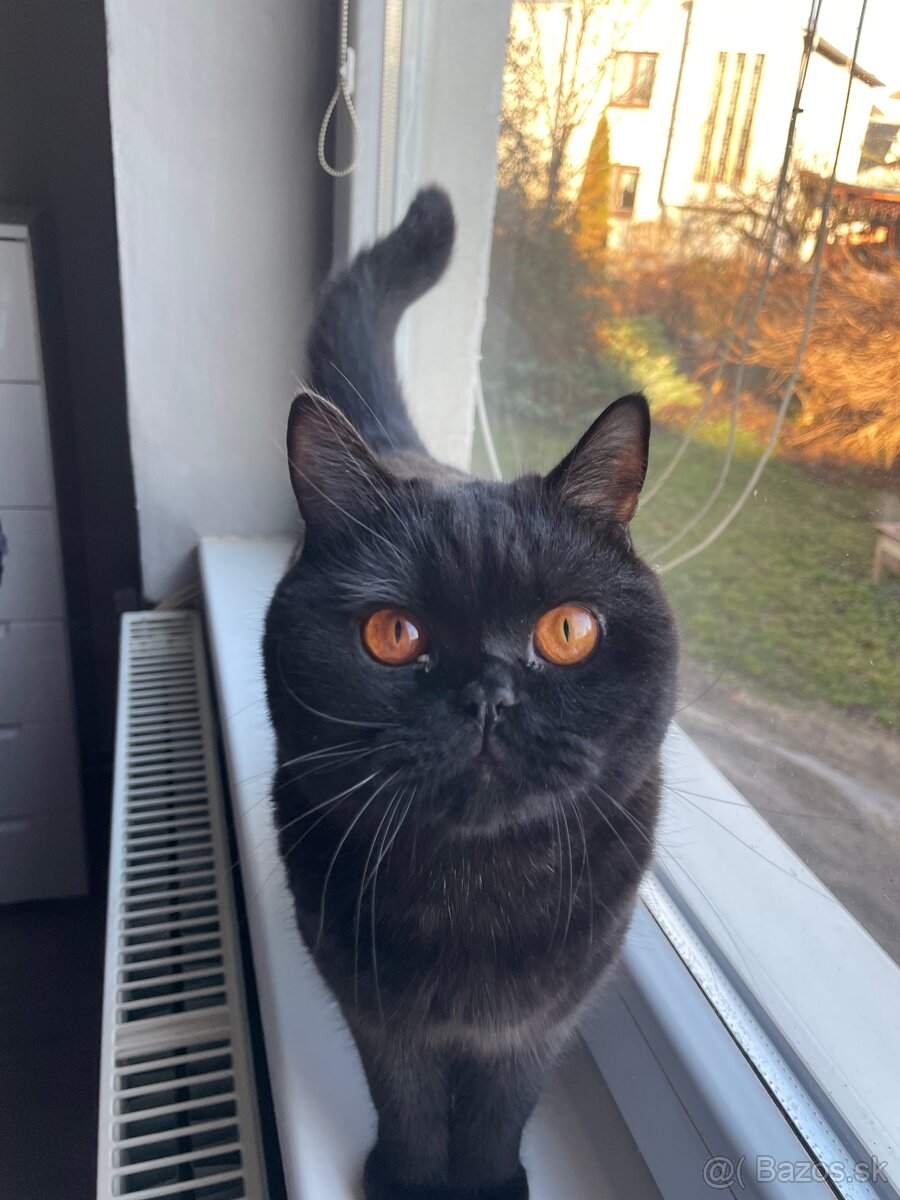 Predám Britských krátkosrstých kocúrikov - 3