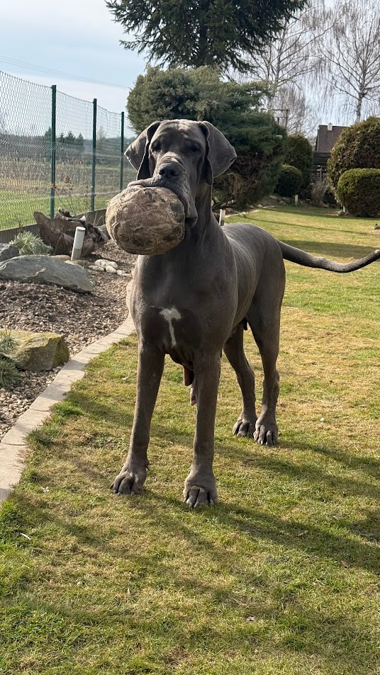 Německá doga modrá s PP Euphorie Blue HH - 3