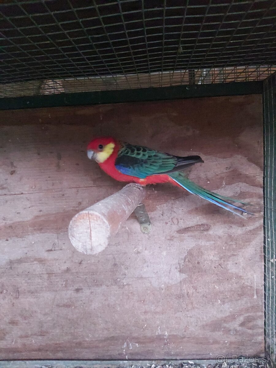 Predám vymením rozela žltolíca - 3