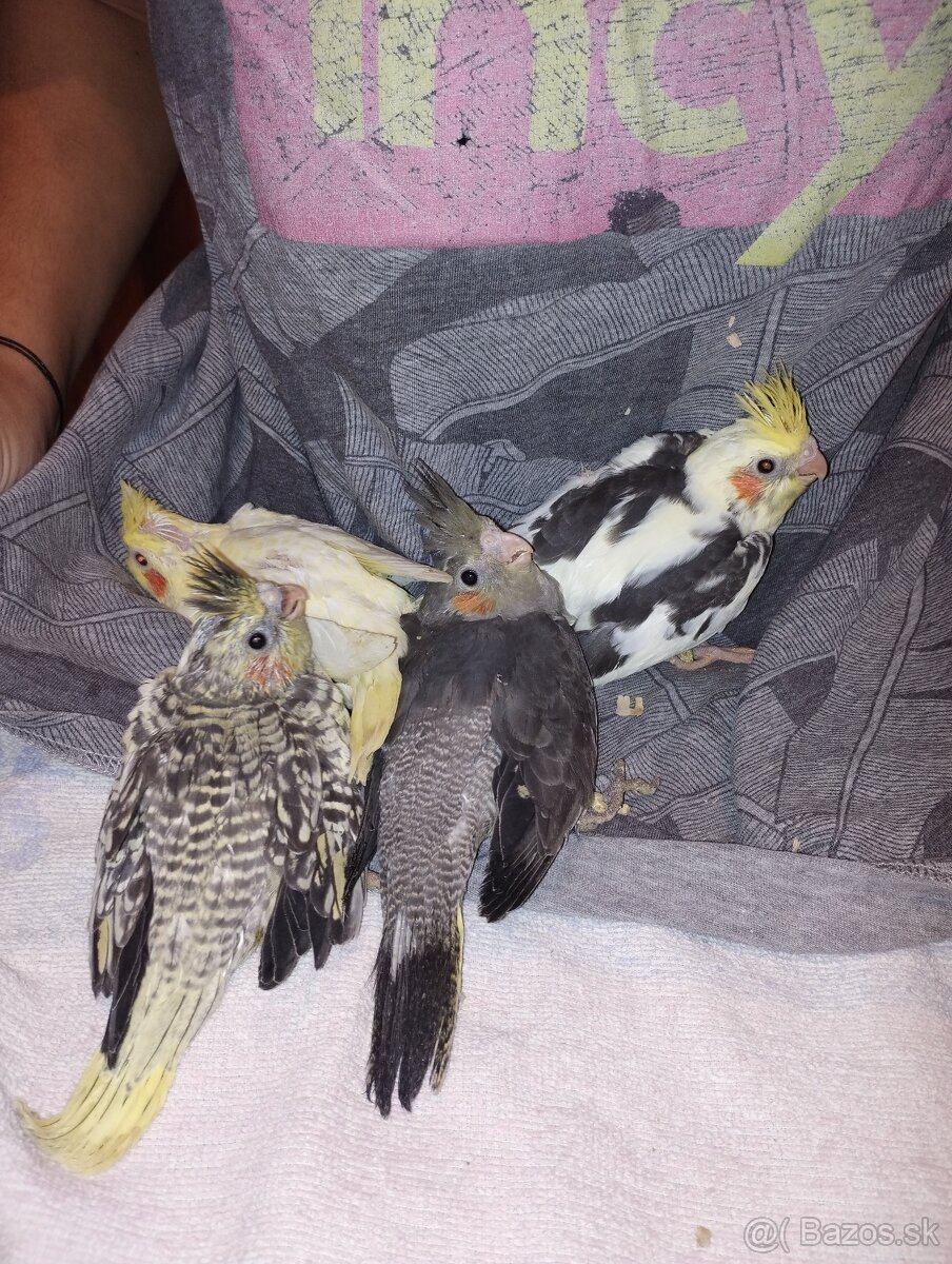 Predám Korely, papagáje - 3