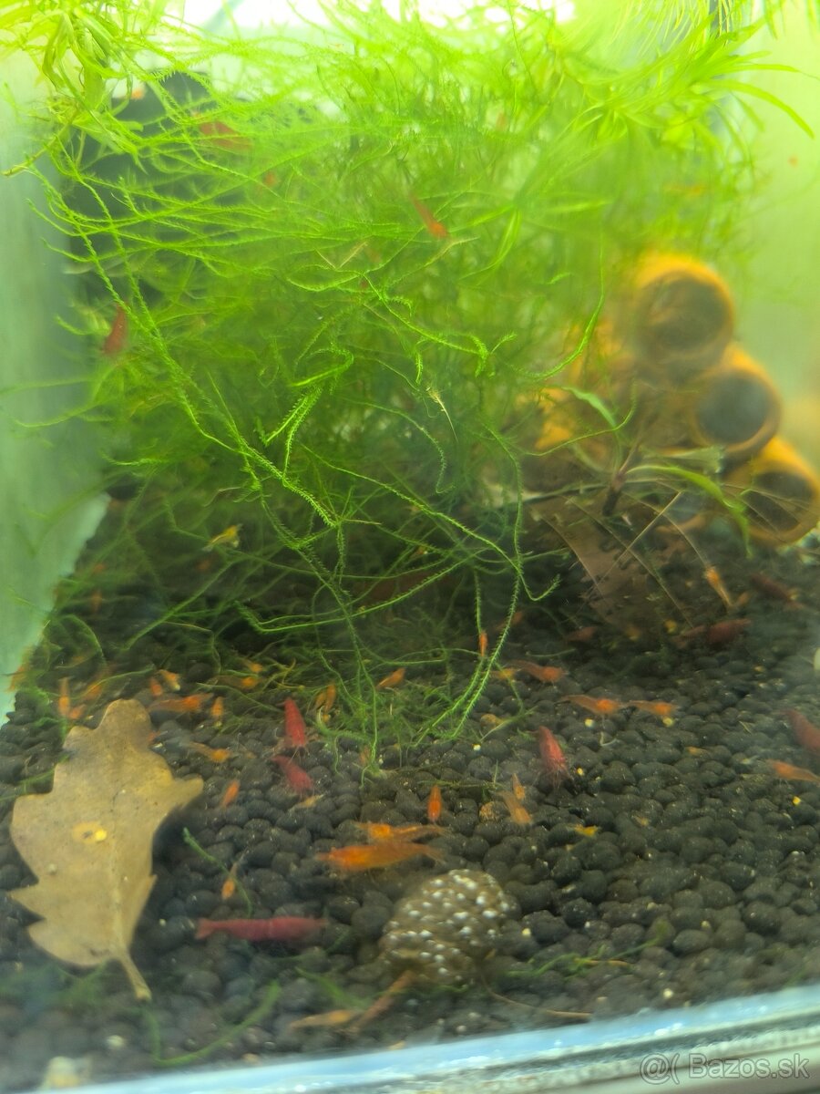 Neocaridina - 3