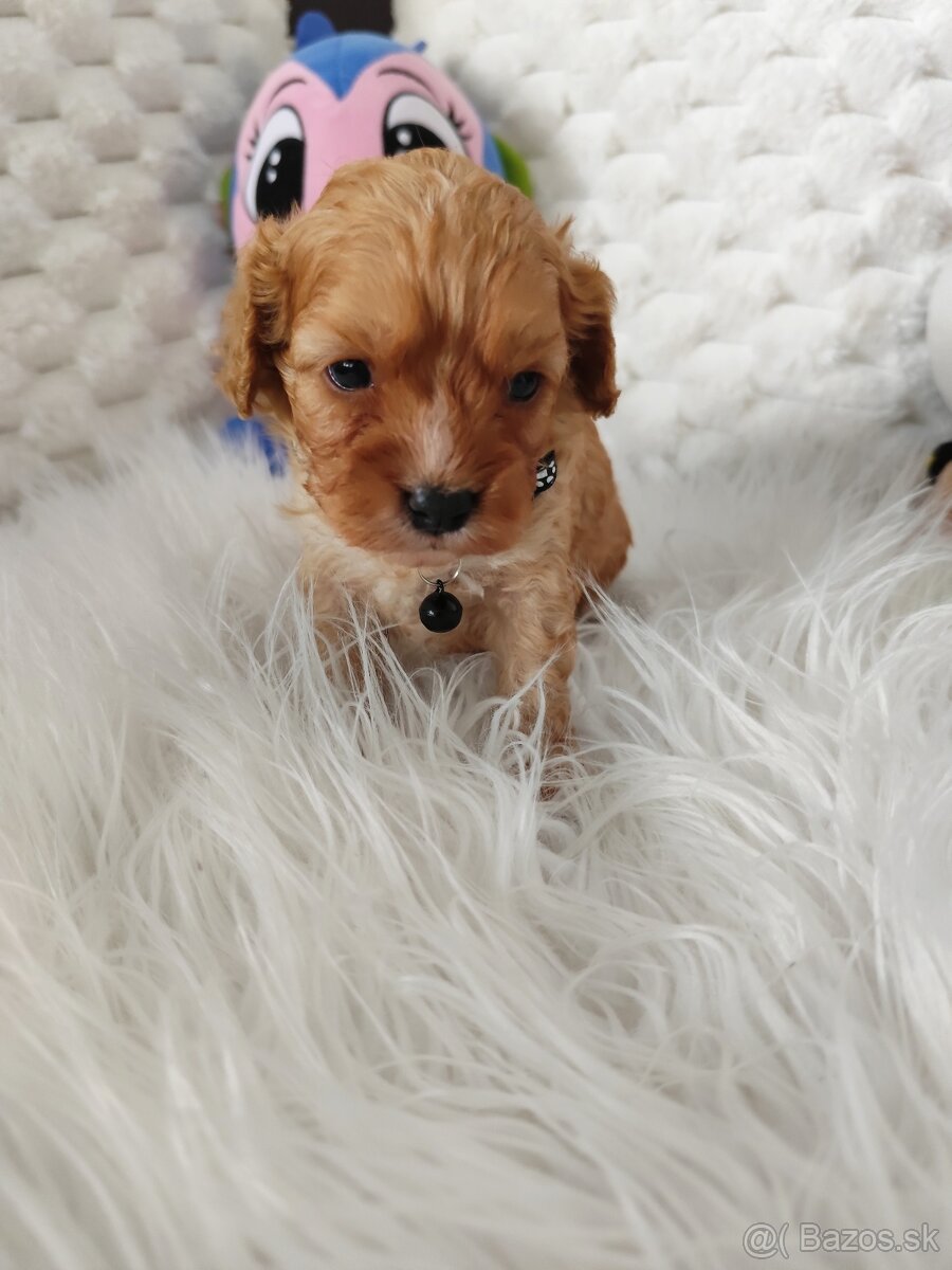 Cavapoo - 3