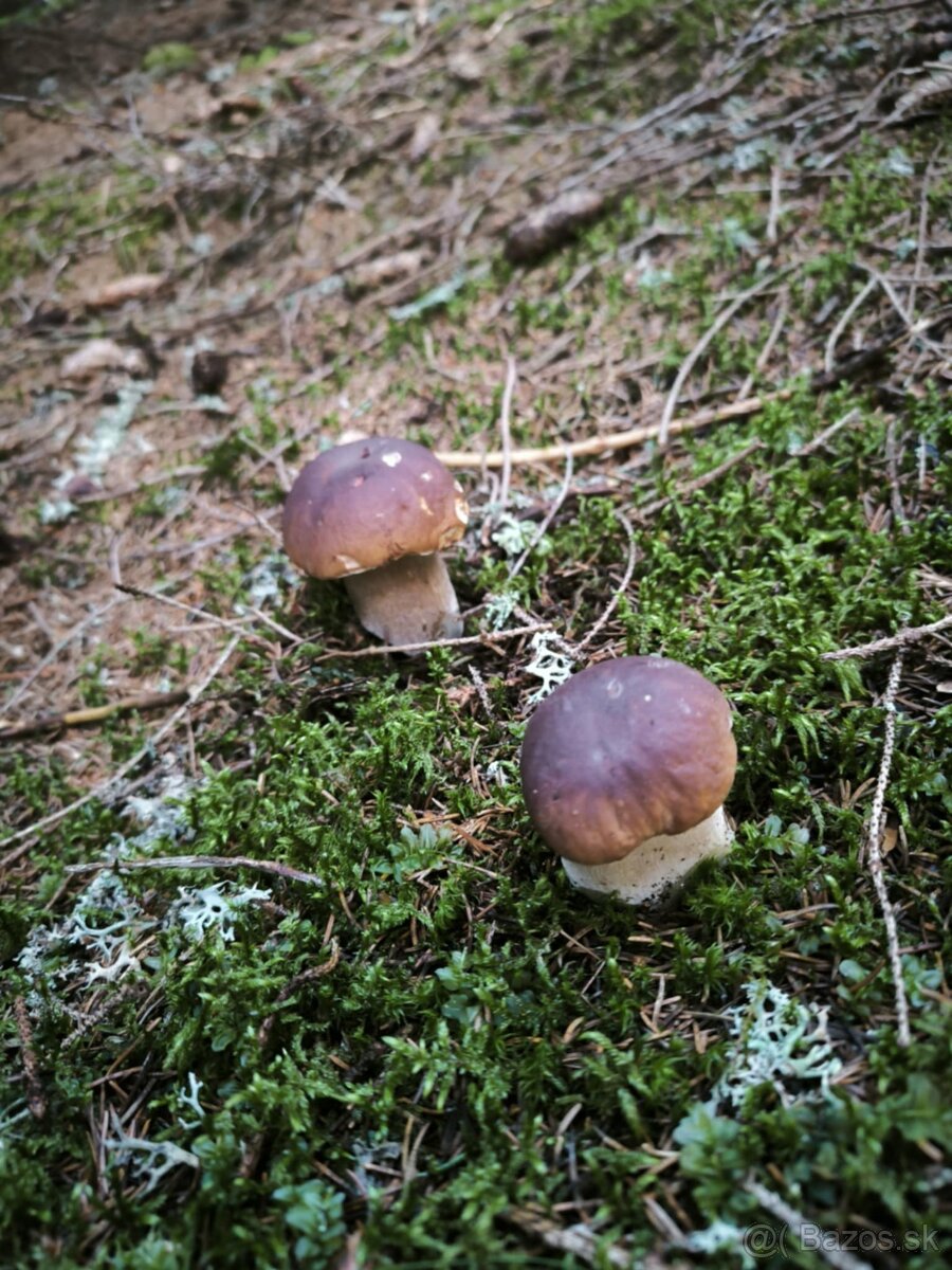 Sušené dubáky - 3