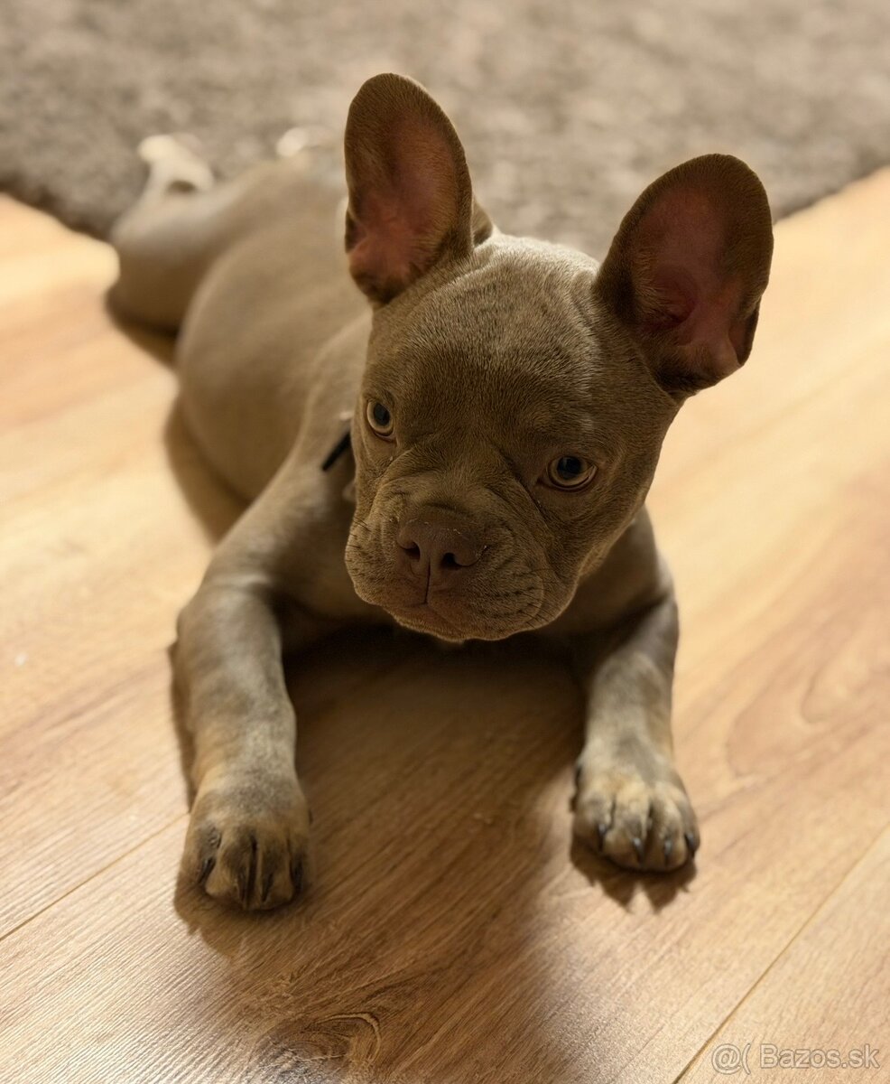 Francúzsky buldocek - 3
