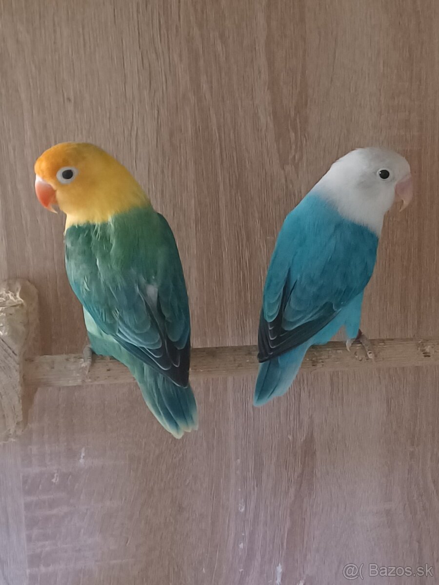 Agapornis fischeri - 3