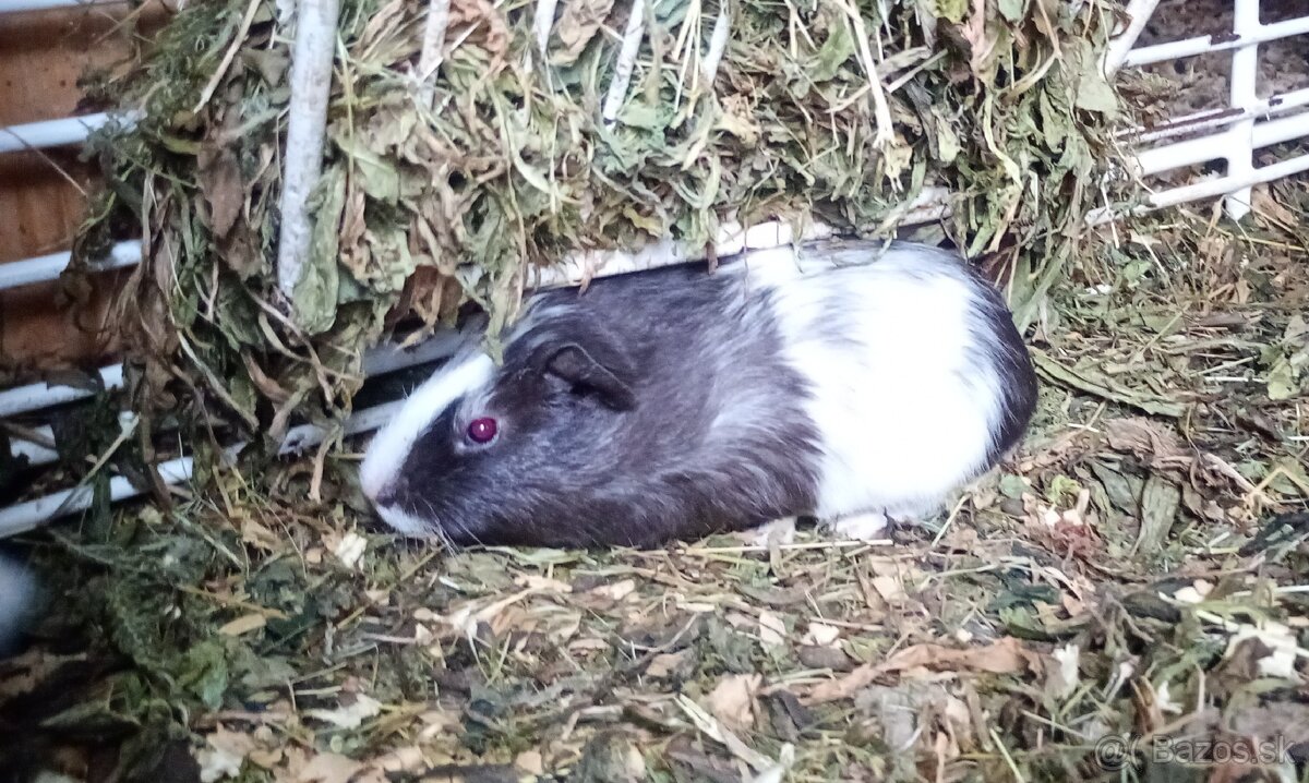 Morské prasiatka - 3