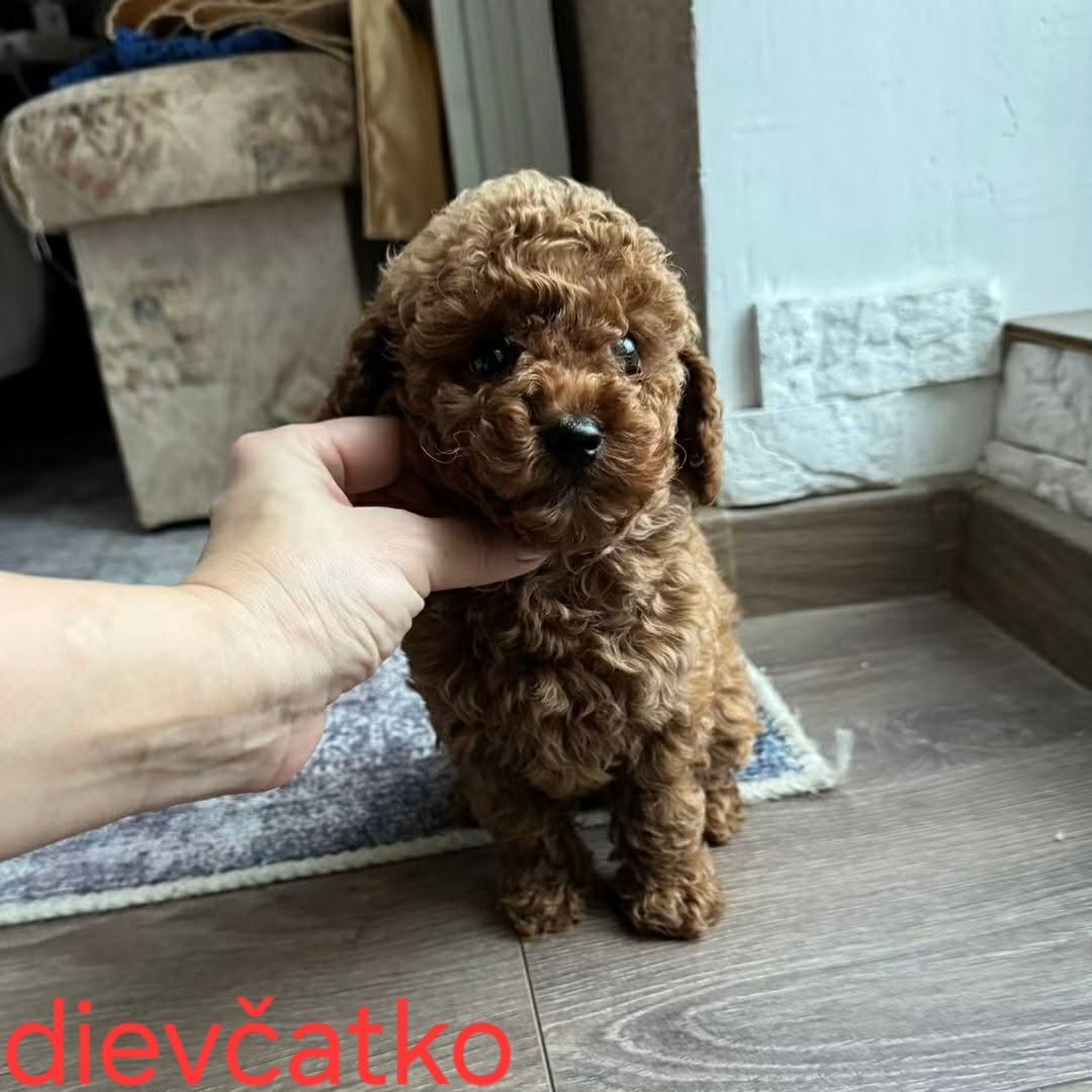 Pudlik, pudel toy-mini - 3