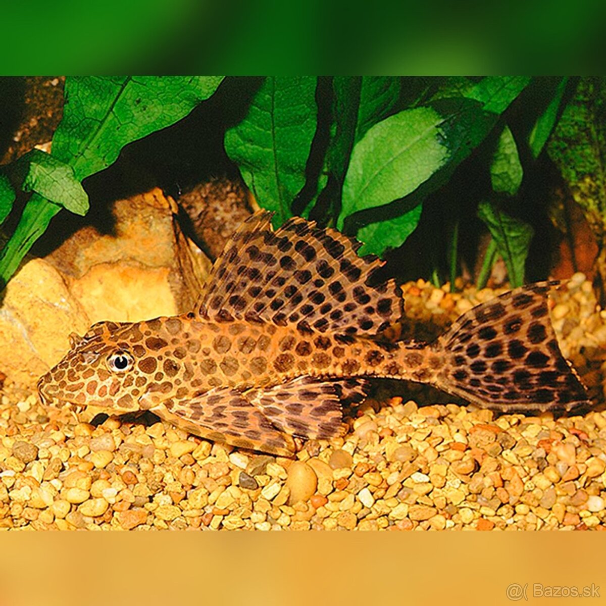 Prísavníky,botia,piraňa dovoz 12.10 RK-LM-PP-PO - 3