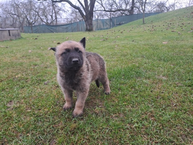 Predám holandského ovčiaka - 3