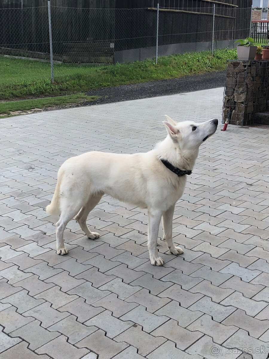 Biely švajčiarský ovčiak - 3