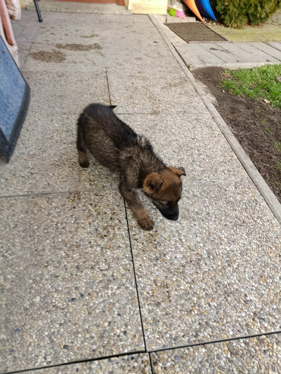 Nemecký ovčiak šteniatka - 3