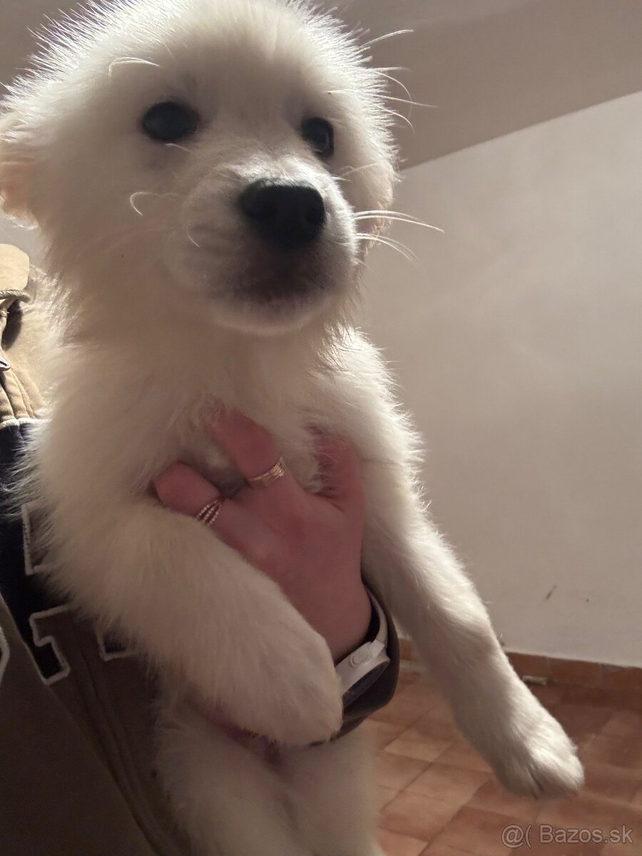 Šteniatka malamut husky - 3