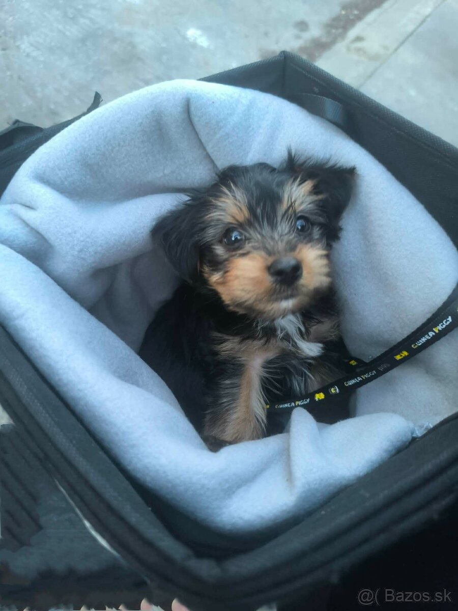 Yorkshire teriér - 3