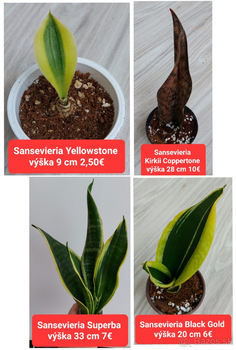 Predám izbové rastliny - 3