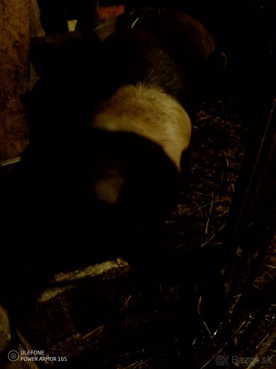 Predám ošípané - 3