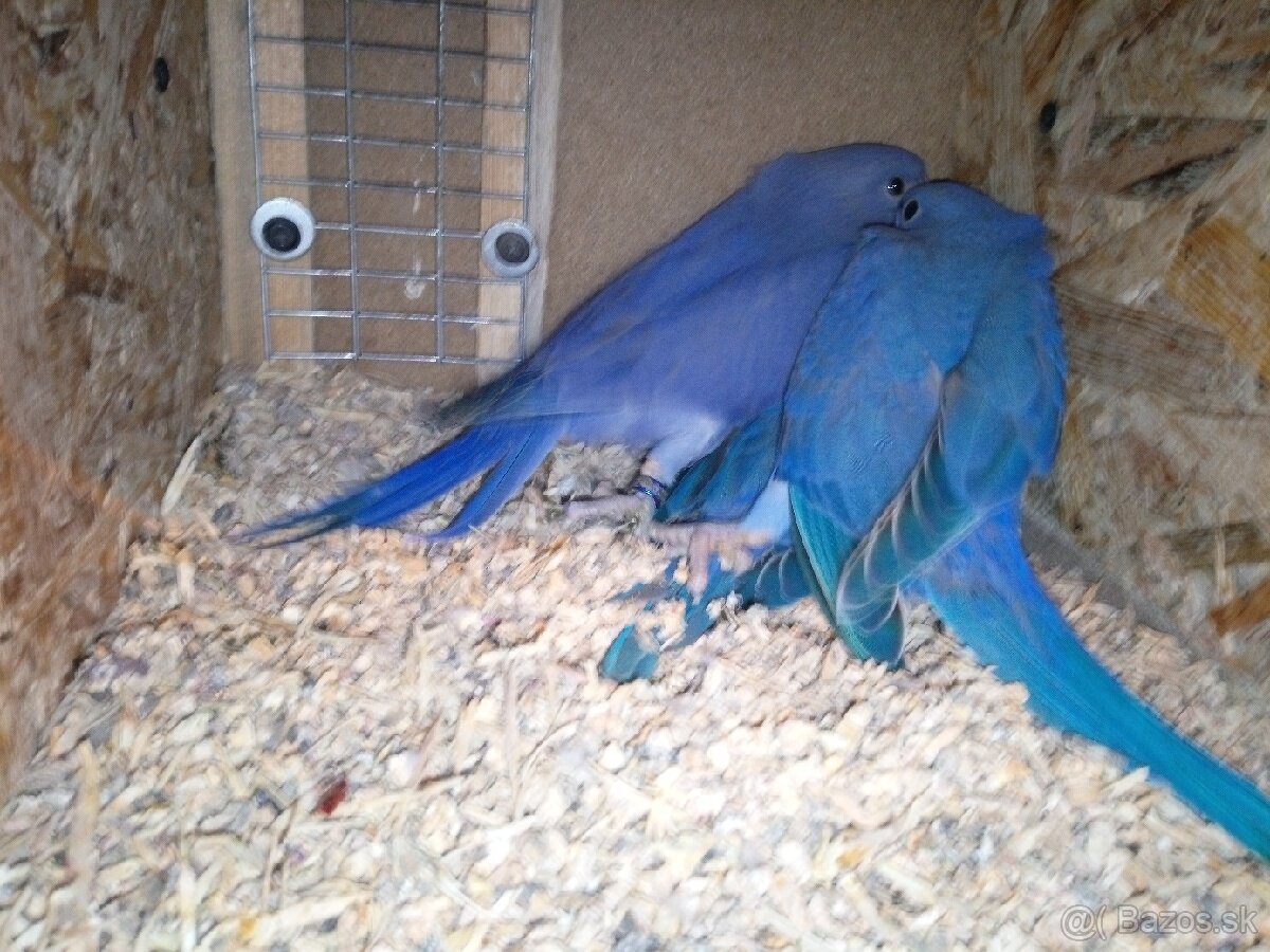 Alexandre malé-chovné páry - 3