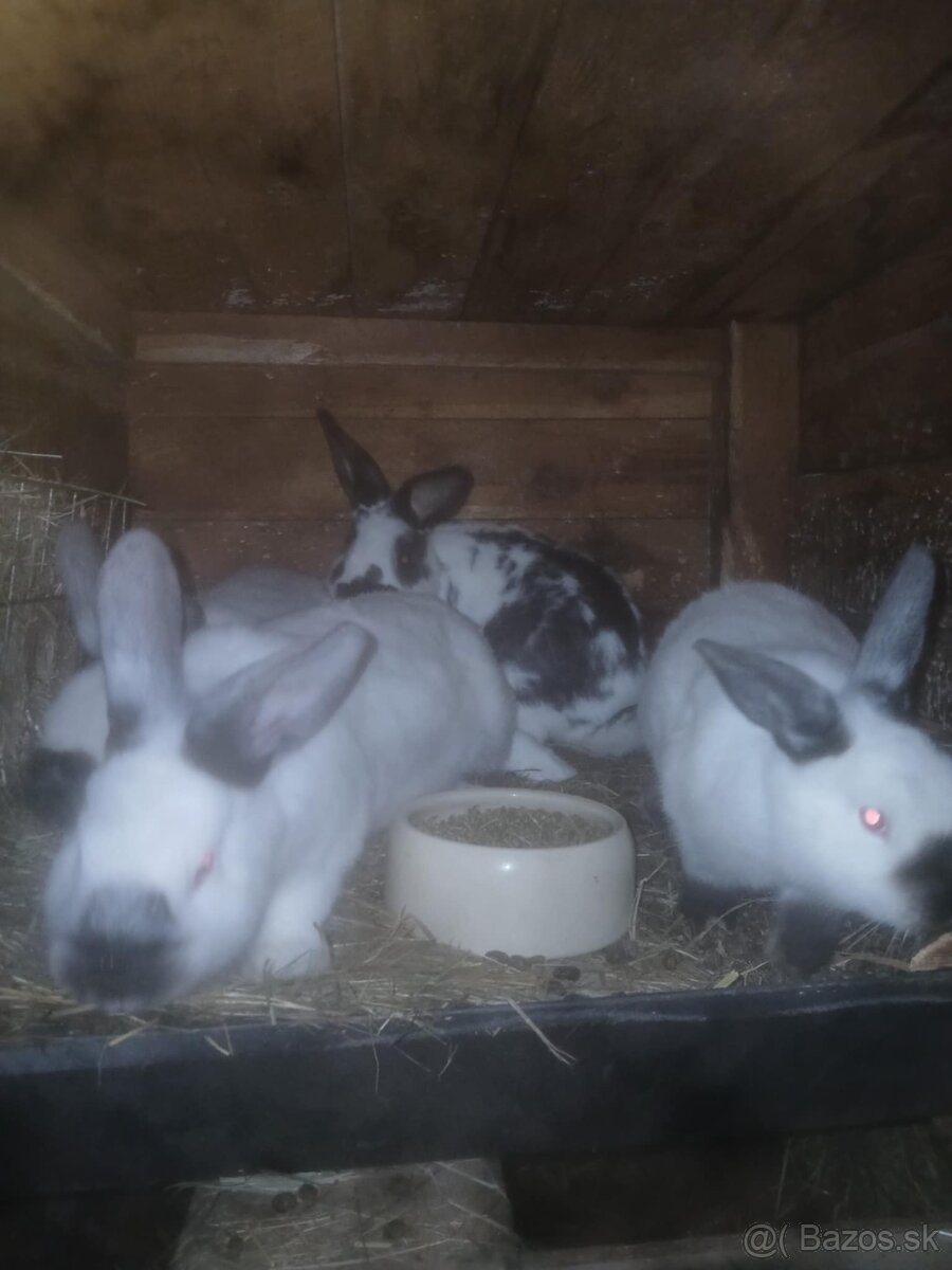 Králiky čistokrvné a krizence - 3