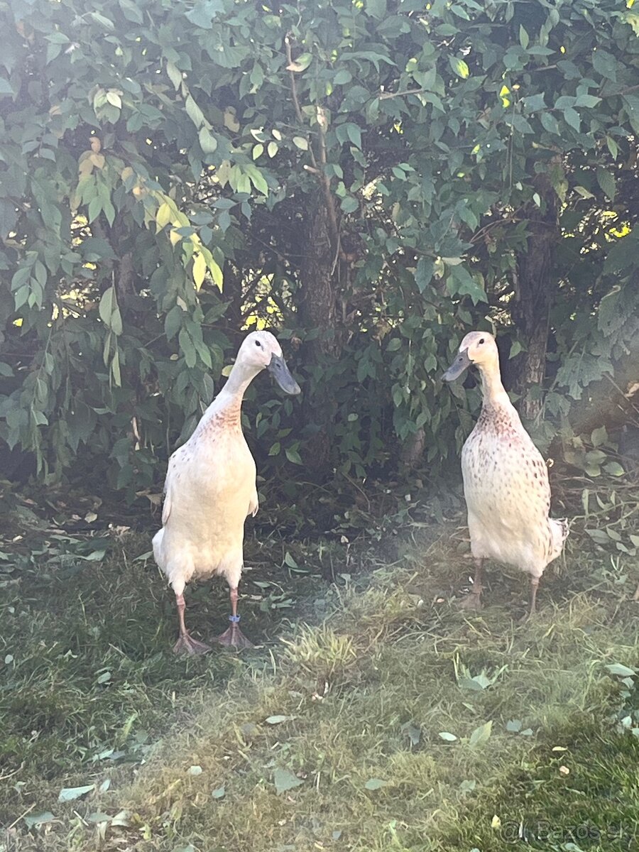 Indický bežec kačice strieborné - 3