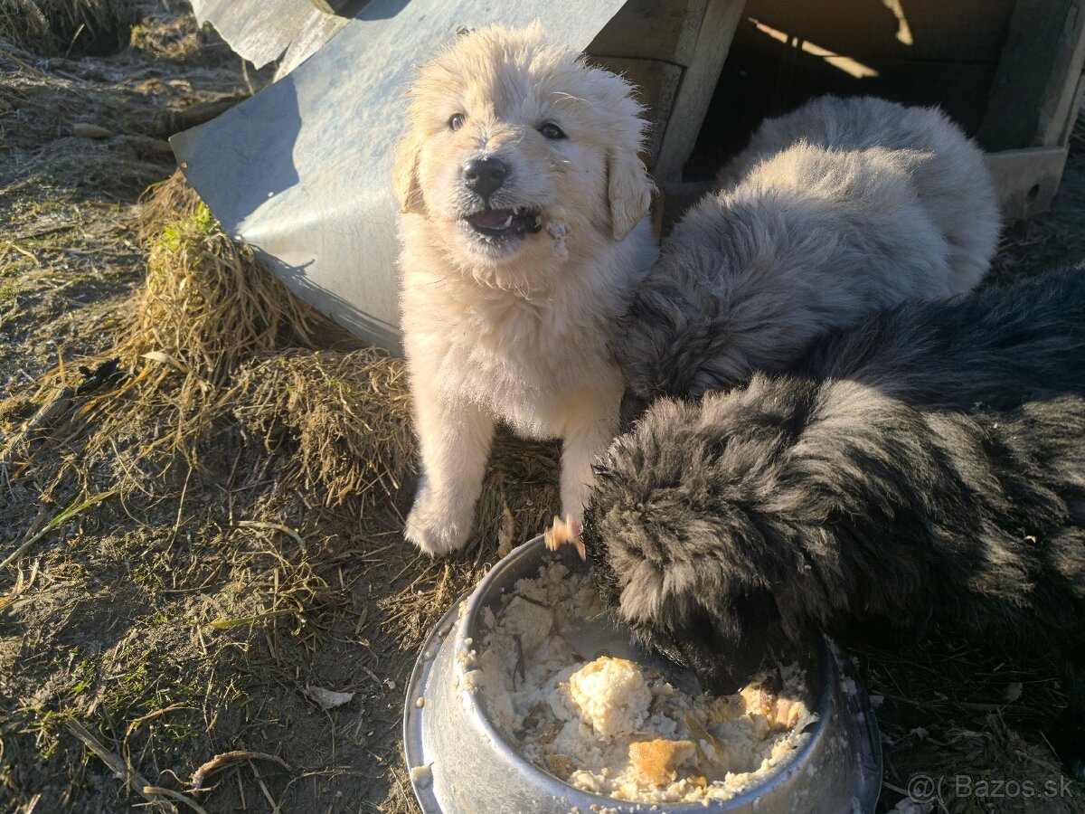 Predám šteňatá - 3