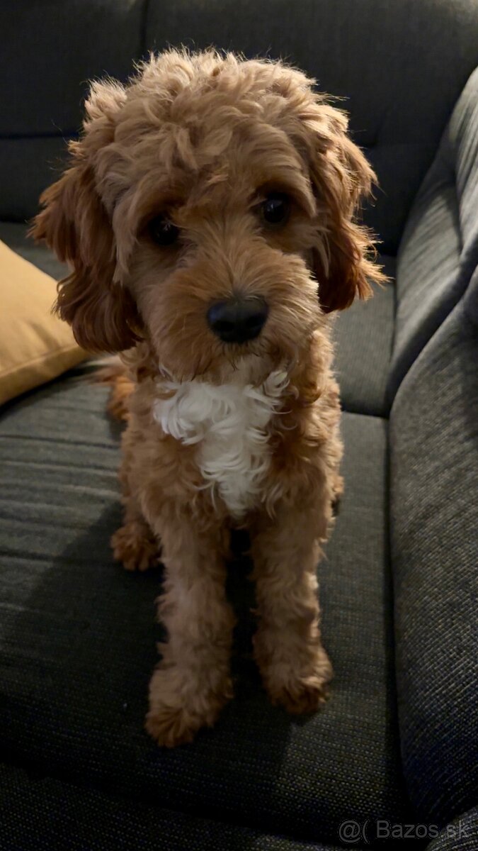 Cavapoo na krytie - 3