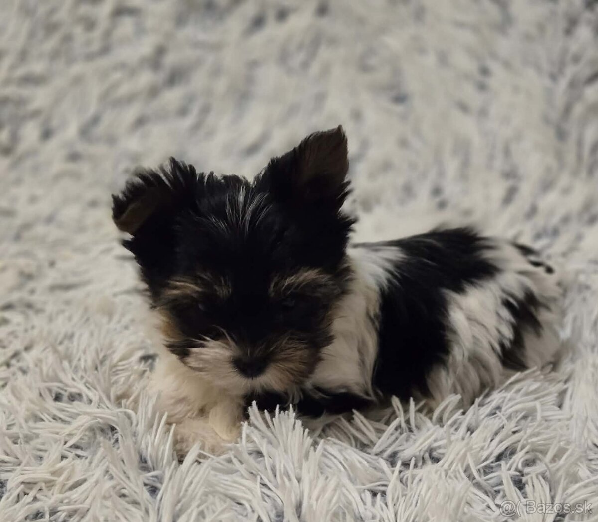 Biewer yorkshire terier - 3