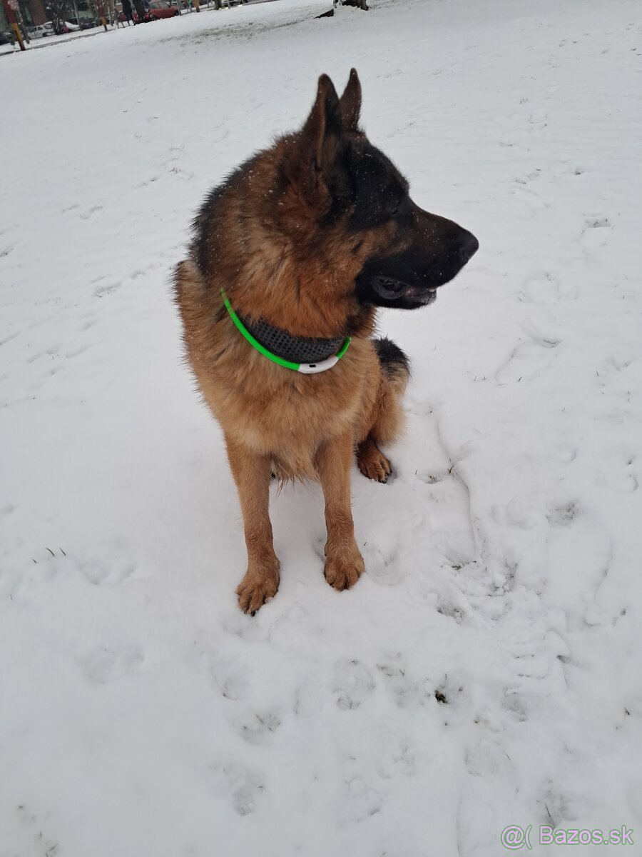 Nemecký ovčiak-krytie - 3