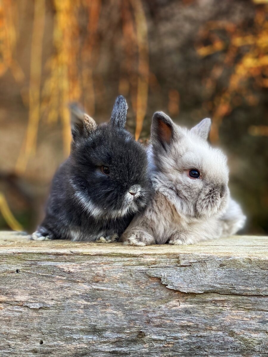 Zakrslý králik - 3