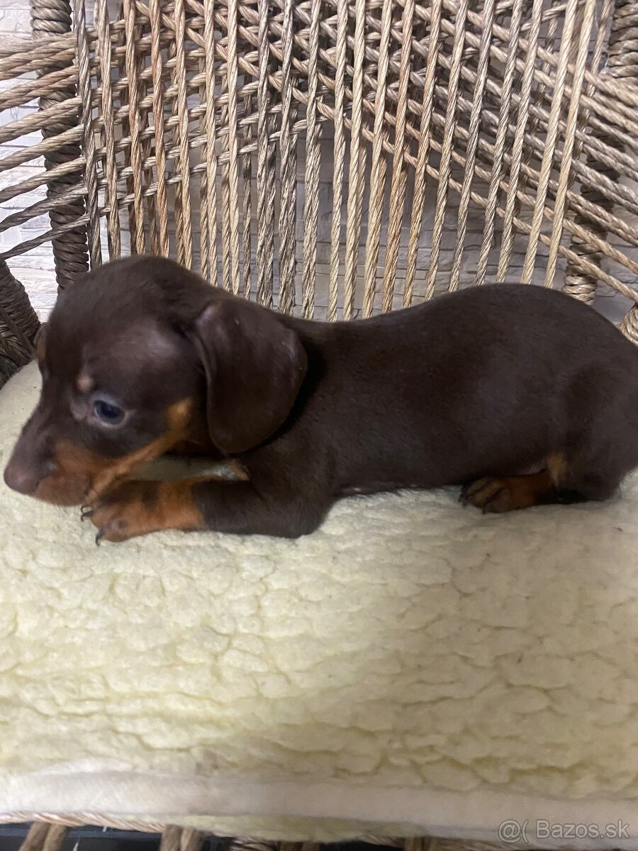 Krátkosrstý jazvecik - 3