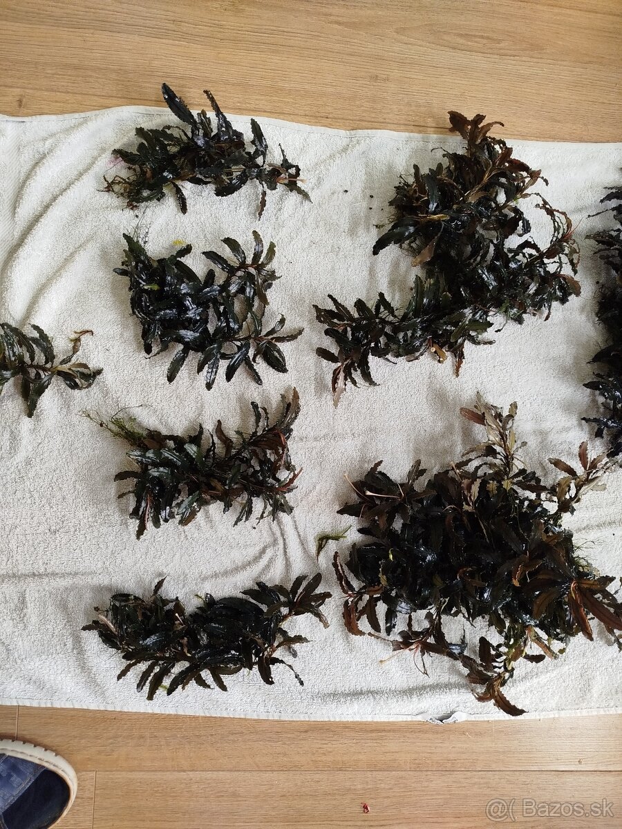 Predam rastlinky Bucephalandra - 3