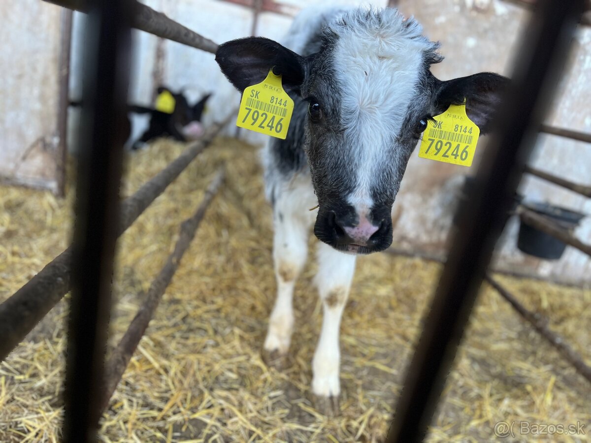 Belgické modré - 3