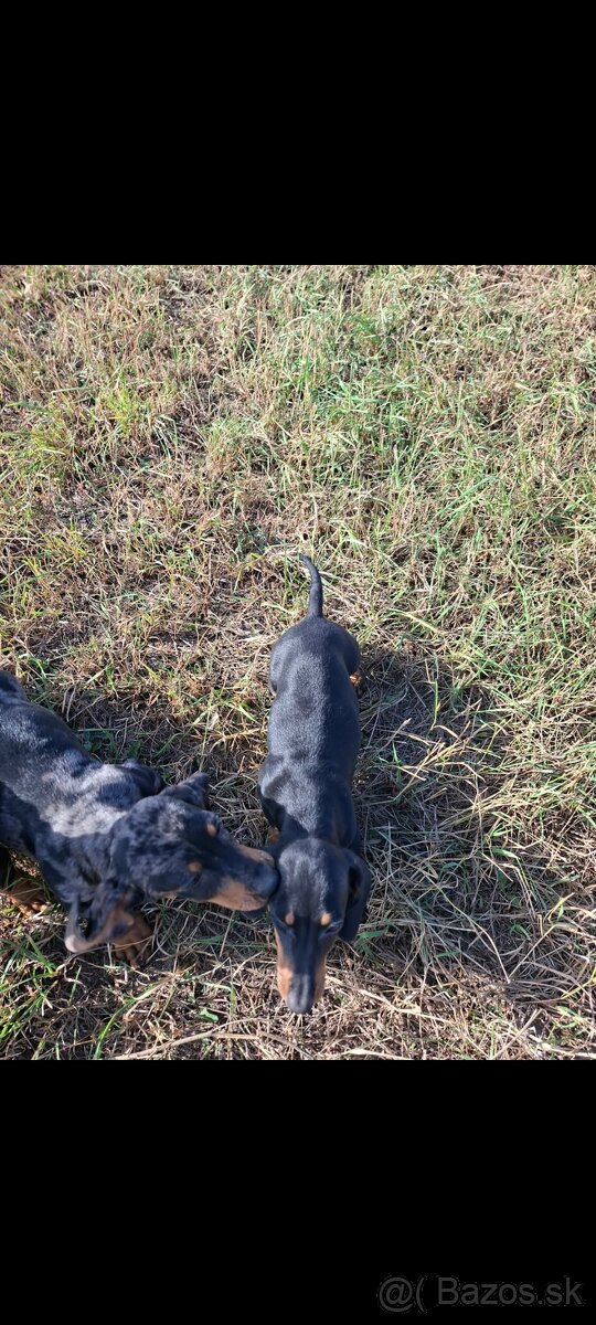 Trpazličí jazvečíky - 3