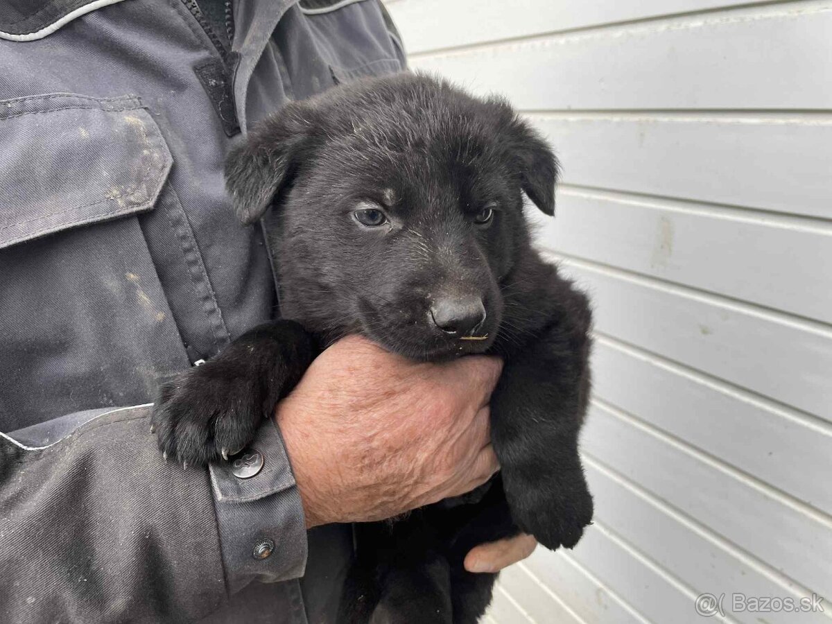 Nemecky ovčiak - 3