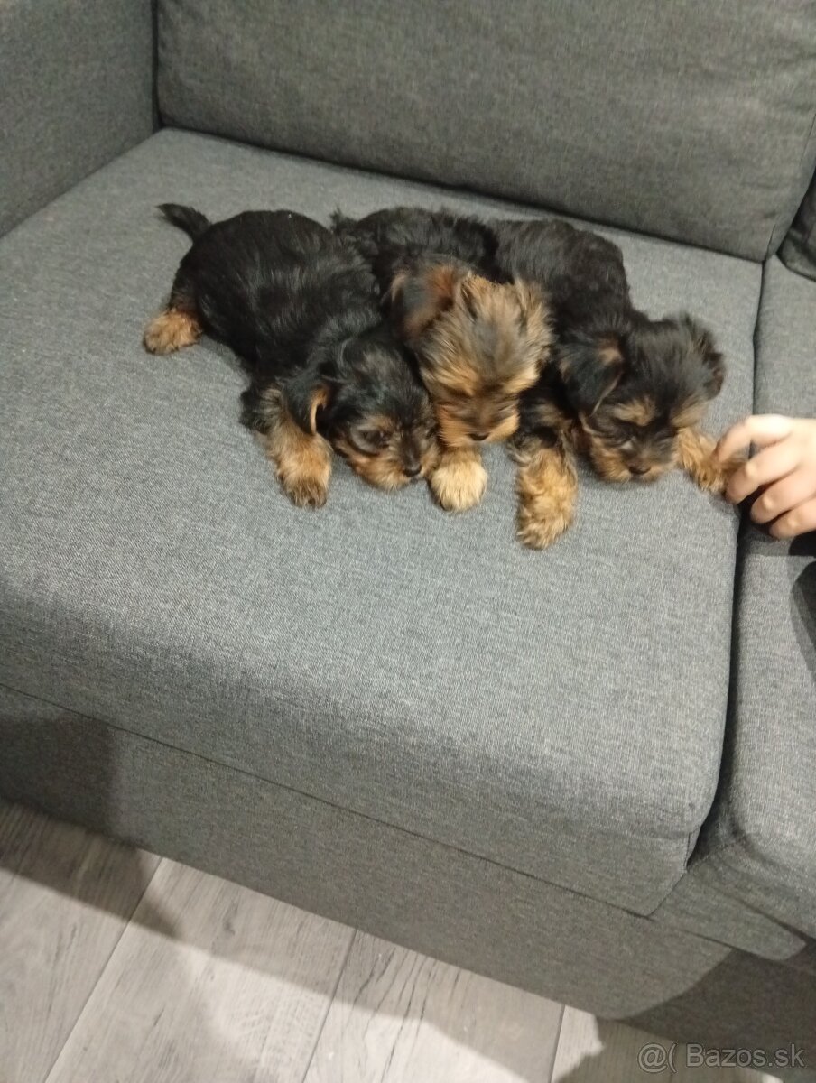 Mini Yorkshire teriér šteniatka na predaj - 3