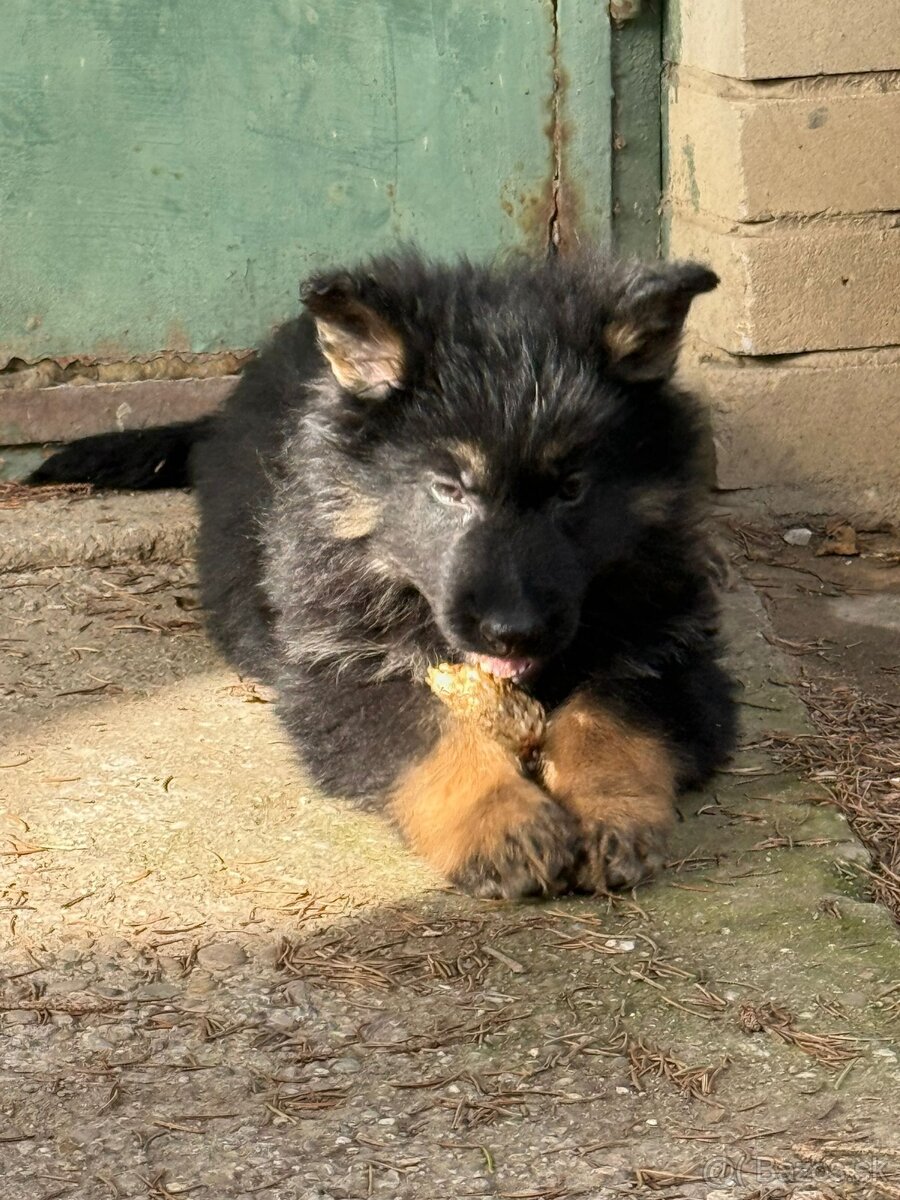 Nemecky ovciak fenka bez PP - 3