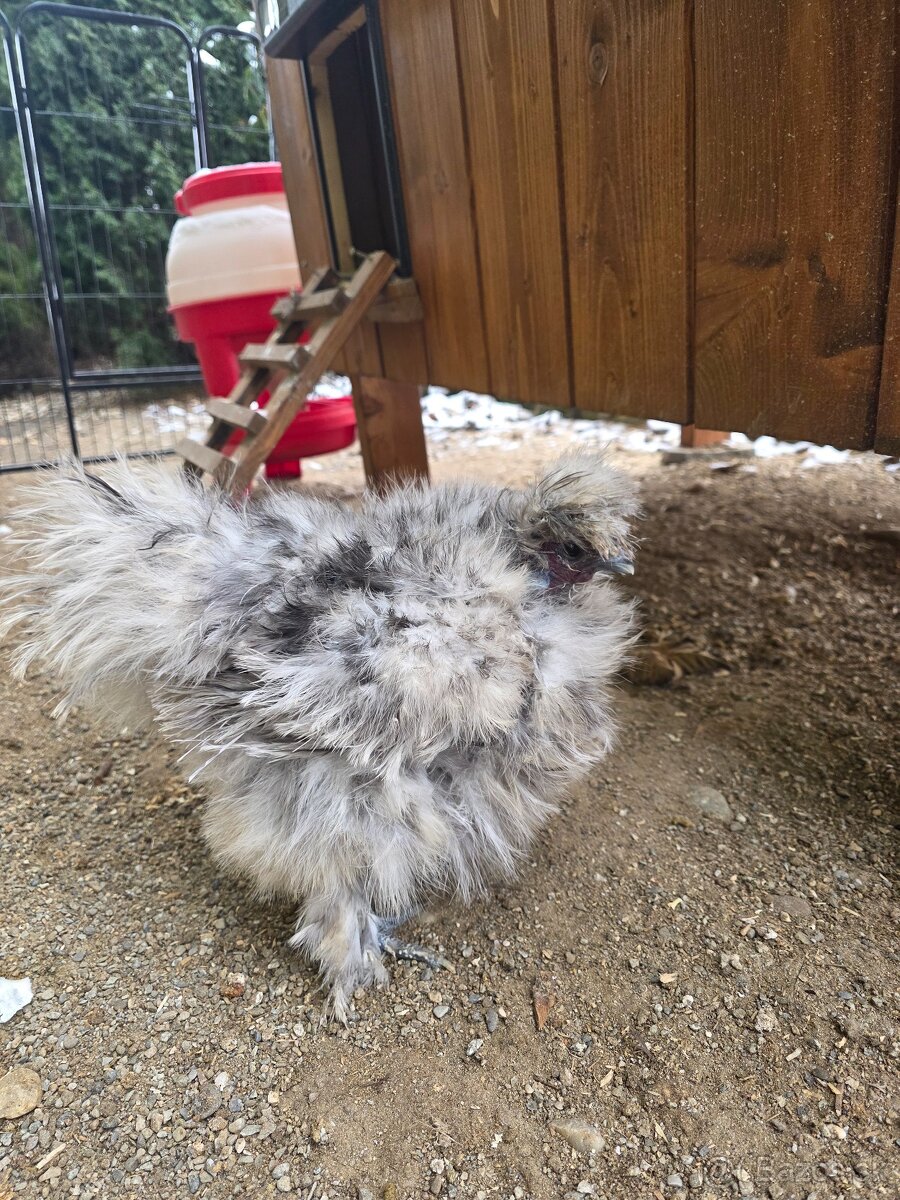 Hodvábničky USA - 3