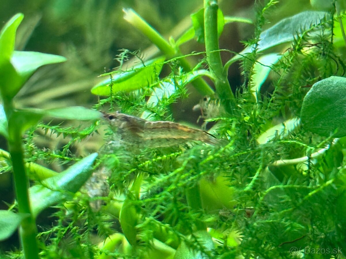 Predám krevetky neocaridina - 3