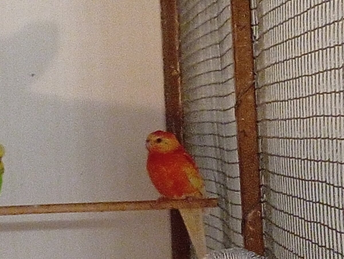 Papagáj spevavý. - 3