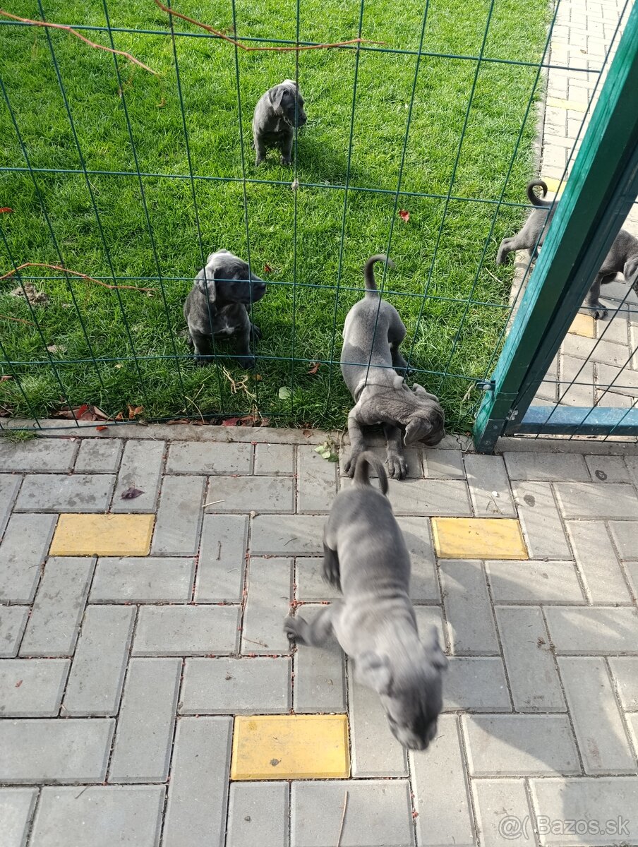 Cane corso modré šteniatka - 3