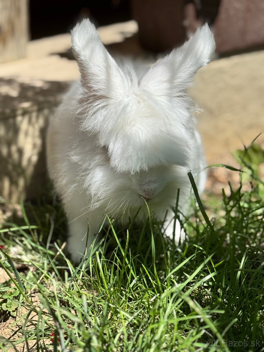 Králik - 3