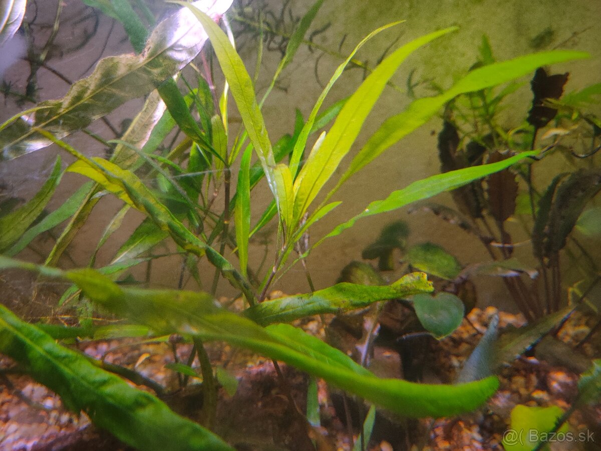 RASTLINY Z AKVARIA h - 3