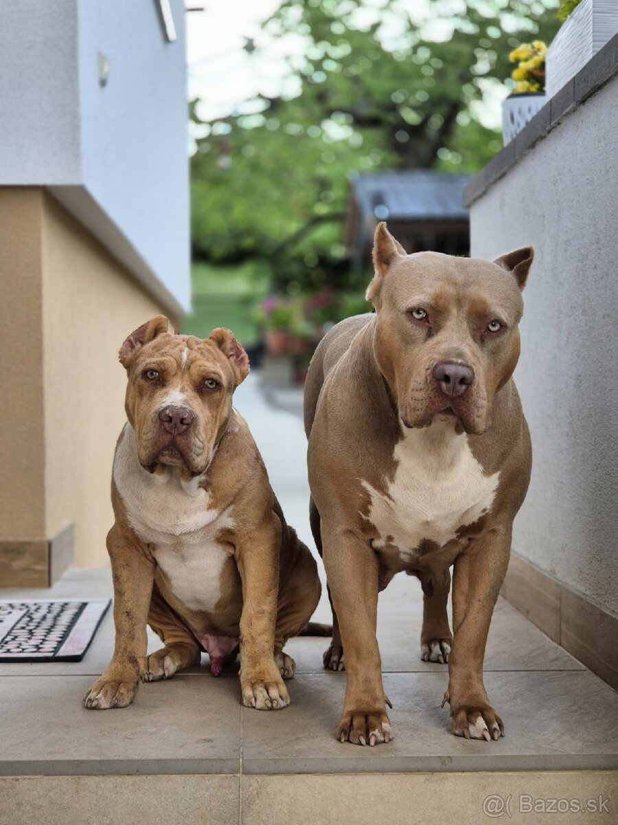 American bully XL - 3