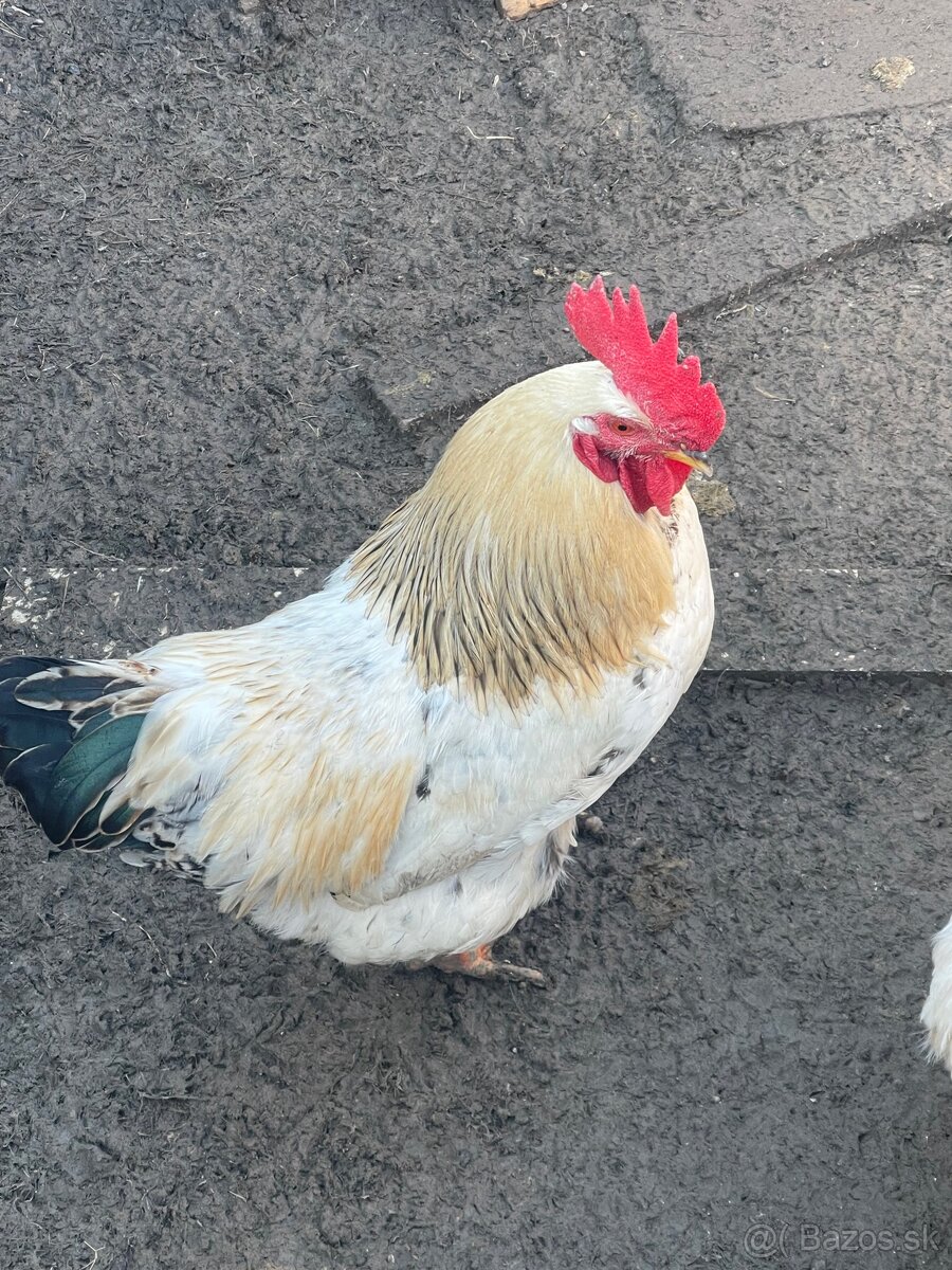 Predám kohúta - 3
