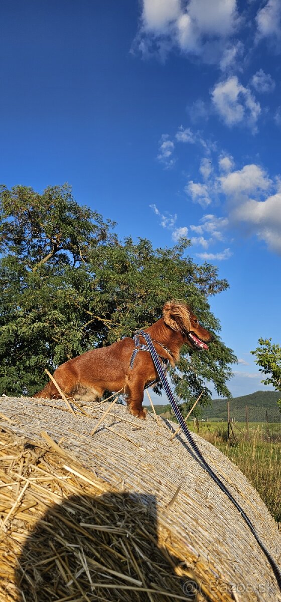 Jazvečík na krytie - 3