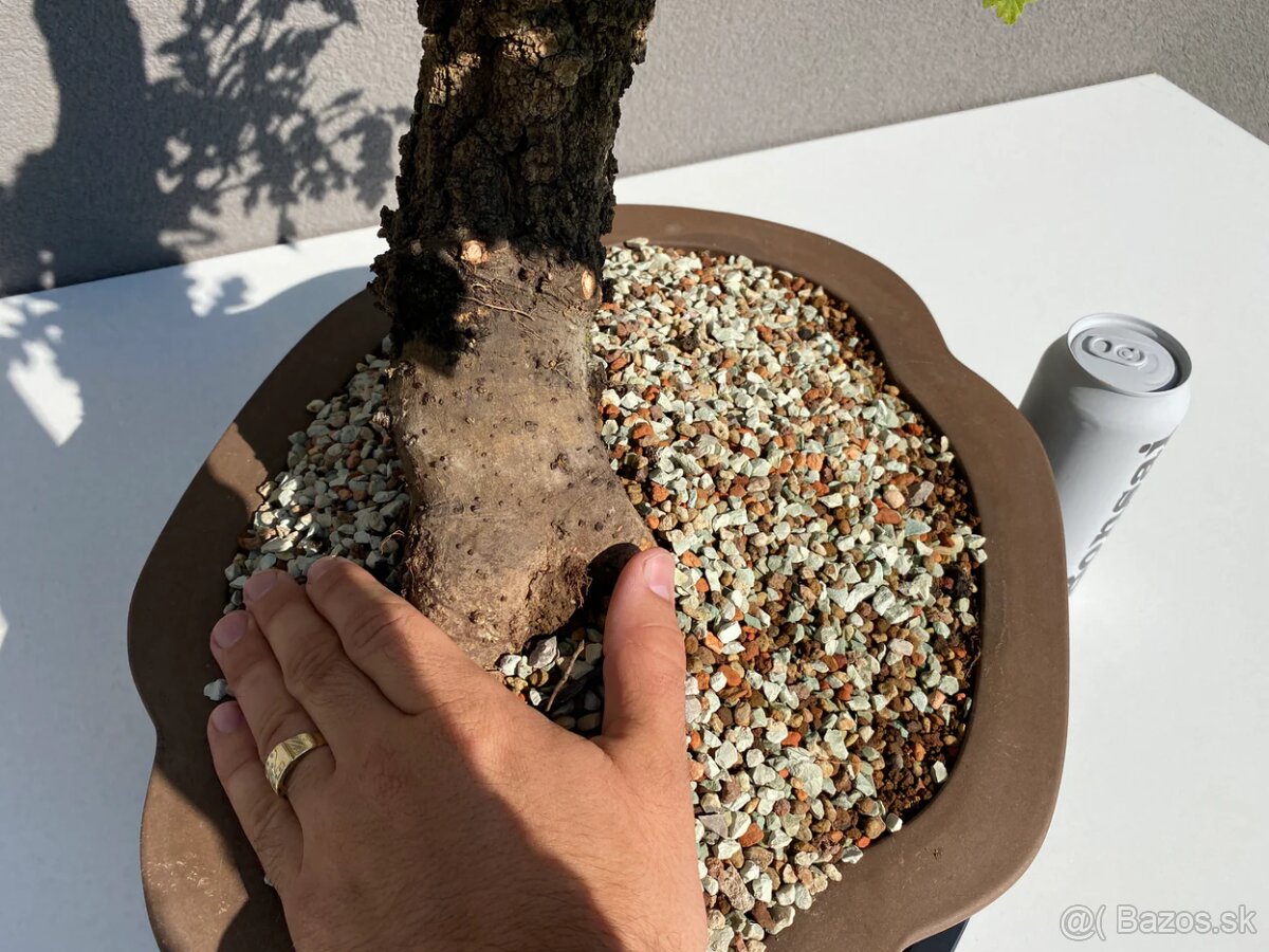 Bonsai Dub, Quercus petraea - 3