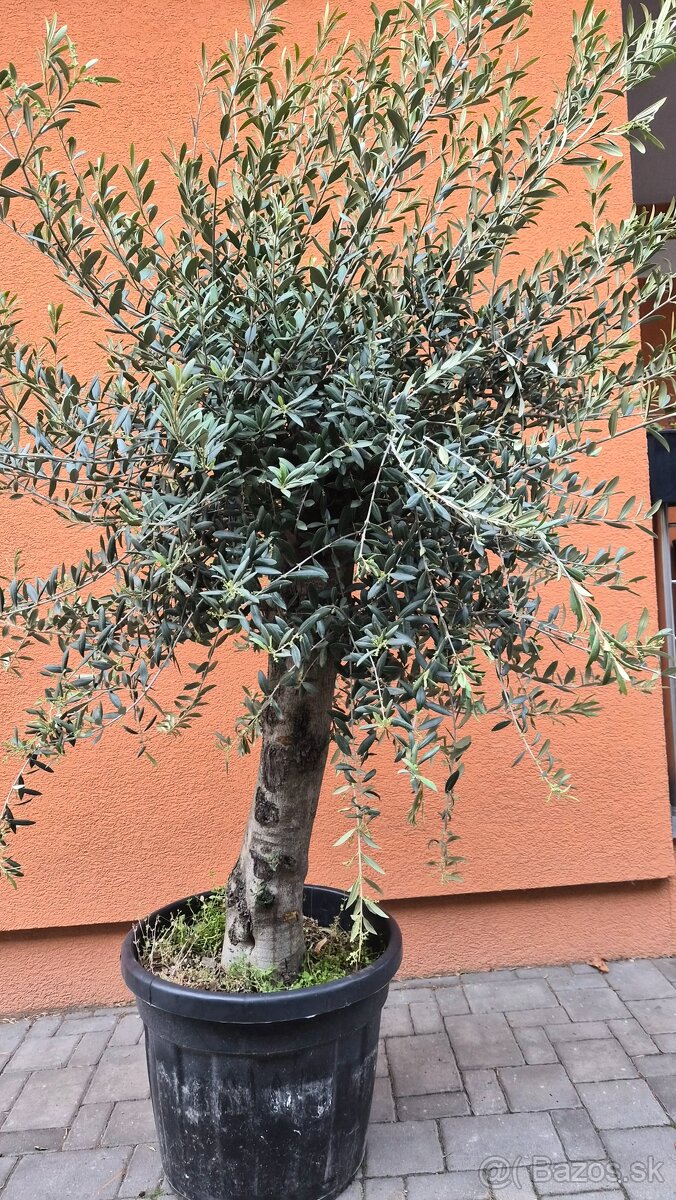 Predám olivovníky - 3